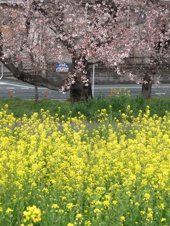 ２０１５年３月２９日の熊谷は、まだまだ５分咲き位かな・・・？<br />なかなか週末に満開が合わなくて、残念です。
