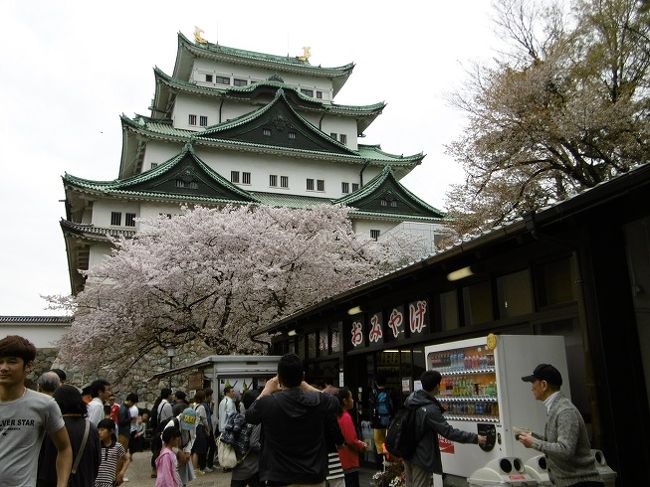 桜の時期、桜が咲いたと聞いただけで出かけたくなります。<br />覚王山（日泰寺）お参りして、桜見て、名古屋城へ行って来ました。<br />地下鉄（覚王山）～市役所へ歩いて東側から入場、曇りで残念です。