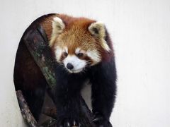 春のレッサーパンダ紀行【１】 京都市動物園　雨の動物園もいいものですね、新加入の仲間と新しい命の誕生に沸く京都ZOO！！