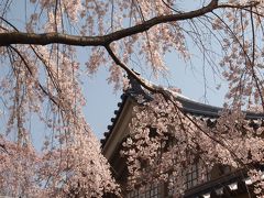 春は京都のさくら　　　2015年　　≪NO3　醍醐寺の花見≫　　『三宝院』にて