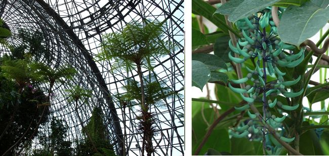 「夢の島熱帯植物館」は都立夢の島公園の中にある植物園で、1988年『熱帯植物と生活との関わり』を広く紹介するために開設された植物館だそうです。<br /><br />温室の暖房や館内の冷暖房、給湯などに必要なエネルギーは、すべて新江東清掃工場から送られてくる高温水でまかなっているとか、とってもエコなんですね〜！！<br /><br />館内には「喫茶室」や「売店」もありますので、休憩したりお土産を買ったり出来ます。<br /><br /><br />２０１４．３．４青い花「ヒスイカズラ」が見たくて訪ねてみました。<br /><br />夢の島熱帯植物館<br />http://www.yumenoshima.jp/about.html<br /><br />クチコミ「大船フラワーセンター大船植物園」<br />こちらでもヒスイカズラをご紹介しています。<br />http://4travel.jp/domestic/area/kanto/kanagawa/kamakura/kamakura/tips/11034824/<br /><br /><br />
