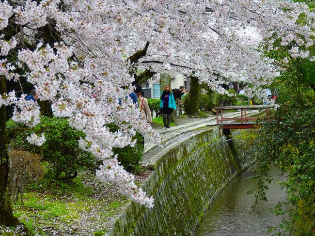 哲学の道も　この春の日は　さくら道<br /><br />あの哲学者西田幾多郎先生もこの時期この道を歩かれなかったのではないだろうか。<br /><br />いや、われわれ凡人とは違い、西田先生にはこの満開の桜が心を惑わし、思考を中断させることはできなかったのかもしれない。<br /><br />ああ〜この日ばかりは凡人に生まれたことを幸せに感じる。<br />