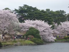 都内、桜の名所散策