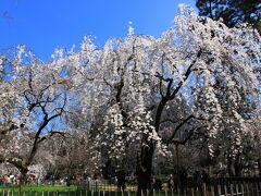 ポカポカ陽気に誘われて～京都御苑の枝垂れ桜～東山散歩