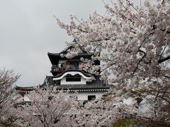 犬山城の桜