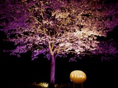 成田　さくらの山公園　満開の桜