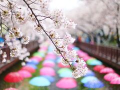 2015年4月 韓国・鎮海軍港祭30万本の桜を見に行きましたが、どしゃぶりの雨でした！