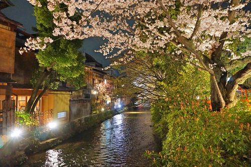 祇園白川宵桜ライトアップ 