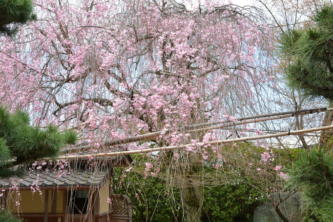 早速ですが光明院の4月の風景に参ります。<br />たった一週間の美しさのために梅雨や夏の暑さを我慢し<br />秋から冬の寒さに耐えてまた春に花を咲かせる。<br />その美しさを見逃すわけにはいきません。