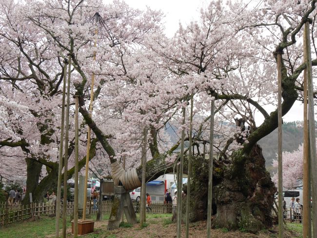 今年は桜の開花が早く、4月1週目の週末だと都内周辺は満開の時期を過ぎそうでしたが、ちょうど一度訪れてみたかった日本三大桜の山高神代桜が見頃を迎えそうなので、1週間前にクラブツーリズムのバスツアーを申込みました。<br /><br />渋滞もなく３時間程で実相寺に到着。<br />ちょうど満開で重みのある古木の桜に感動しました。<br /><br />一方、眞原の桜はまだ蕾状態で、美しい桜並木は見れませんでした。<br /><br />清里でビュッフェの昼食を摂り、御坂農園では桃と菜の花の競演がなかなか良かったです。<br /><br />帰りは渋滞もあり予定時刻より遅い到着となりましたが、なかなか充実したバスツアーでした。
