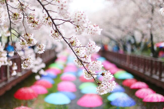 韓国も４月はさくらの季節。という事で韓国鎮海の軍港祭、さくら祭りに行って来ました。<br />ところが、自虐的な題のとおり大雨の旅行になってしまいました。<br /><br />それでも、鎮海市内で20万本とも30万本とも言われる桜並木、本当に綺麗でした。<br /><br />日程<br />2015年4月4日（土）<br />福岡・博多国際ターミナル→ 8時30発　ビートルFJ101　<br />→釜山着10時30分着<br />釜田13時05発→昌原<br />昌原14時00頃発→鎮海15時30分頃<br />鎮海18時00頃→昌原に到着。<br /><br />4月5日（日）<br />昌原9時30分頃→10時00分頃　鎮海<br />鎮海軍港祭<br />鎮海10時15分 →バス→釜山<br />釜山国際ターミナル15時45分発 →　ビートルJF260　博多18時00分着<br /><br />（計画では）<br />4月6日（月）は慶州まで行く予定でしたが、天候不良の為キャンセルし<br />4月5日（日）に帰国しました。<br /><br />鎮海・余佐川(ヨザチョン)のさくら
