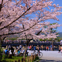 春の京都−２　満開の桜　渡月橋を渡る