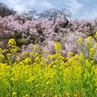 福島の陰陽　　 ‐ 陽 ‐  花見山と飯坂温泉