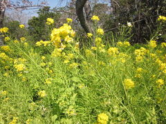 南紀白浜海岸～散策～　桜見物編