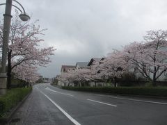 我が家周辺の桜
