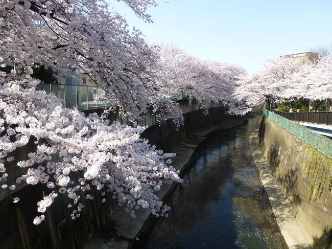 JR埼京線の十条、板橋間の車窓から見える石神井川の桜並木。<br />20年程毎年電車から一瞬見える景色を楽しみにしていましたが<br />今年は初めて川沿いから眺めました。<br /><br />JR埼京線の十条駅をスタートし、石神井川へ。<br />川沿いに下流へ向かい、観音橋の観音様まで。