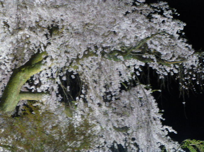 京都の桜（御苑以外）