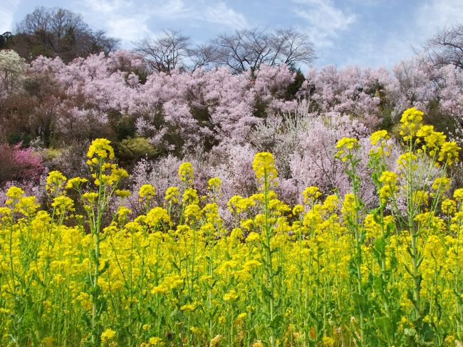 <br />飯坂温泉のキャンペーンが当たったので福島へ。<br /><br />桜の予想される最盛期より一週前だったのですが<br />例年よりも開花が早いみたいで、ソメイヨシノも咲き始まっており<br />好天にも恵まれ、また花見山の人出も思ったよりも少なくて<br />の〜んびりと楽しんで参りました〜。<br /><br />なお翌日は残念な事に雨天となってしまいましたが<br />昨年秋から通行可能となった国道６号線を通り<br />避難区域に立ち寄らせて頂きました。<br /><br />観光客で賑わう中通り〜会津と違い<br />浜通り中部は時が止っていました・・・。<br /><br />