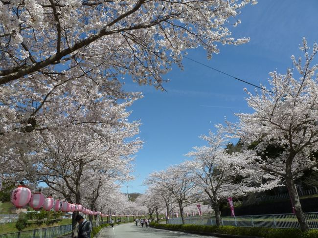 兵庫県の川西市の北にある猪名川町の桜まつりに行ってきました♪<br /><br />「綺麗だから行ってみて！」って教えていただいていたのですが、<br />今年初めて行きました。<br /><br />でも、聞くところによるとまだ第４回目だったし、今までの３回<br />のうち２回は中止、もう１回はお天気も良くなかったらしいです。<br /><br />私たちは初めて行ったのに、快晴で暖かくてお花見日和でした(^^♪<br />