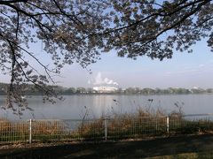 早朝ウォーキングで桜を愛でながら市内各地を巡る・・・⑬久喜・菖蒲公園の桜・・前篇