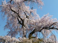 京都 祇園白川の桜 から 花見散歩を楽しみました