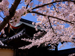 京都の春−３　世界遺産　天龍寺の桜