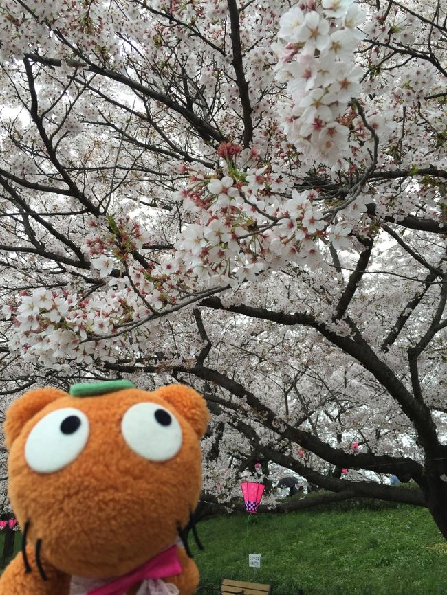雨が降っててどうしよ〜〜って思ったけど<br />降ったりやんだりのびみょーな日だったので花見決行!!!<br /><br />今年も桜がきれいでした〜〜（*＾-＾*） 