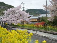 山科疎水と周辺の桜！2015年