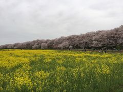 権現堂桜堤　桜まつり（幸手市）