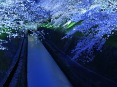 滋賀　桜めぐり～琵琶湖疏水のライトアップ