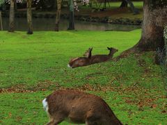 奈良　桜めぐり～氷室神社、奈良公園