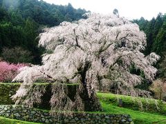 奈良・又兵衛桜～大野寺枝垂れ桜～西国第８番長谷寺～番外法起院～第７番岡寺～第６番壺阪寺へ巡拝！