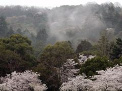 春の雨　奈良公園　桜写真集