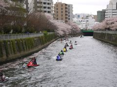 東京でお花見