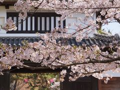 土浦 桜祭り２０１５ を楽しむ