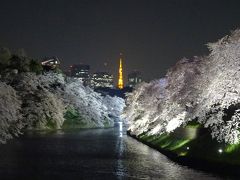 朝も夜も花見がしたいっ！ ◇ 今年の見納めは 『千鳥ヶ淵』の夜桜！ って毎年だけど…