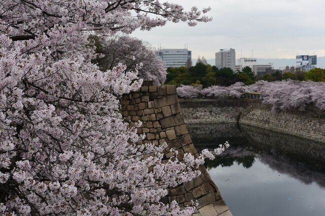 桜の見頃を迎えた大阪だと云うのに、週間天気予報では連日傘マークが並んでいたところ、昨日の天気予報で、「雨の谷間のお花見日和」と報じられていたので、前日の夜桜散歩に続き大阪城を訪れました。<br /><br />スカッとした快晴とはいきませんでしたが、満開の桜を満喫することが出来ました。
