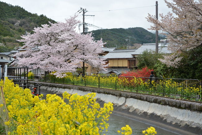 毘沙門堂のご案内の前に軽く山科疎水周辺の桜に参ります。<br />山科疎水の桜として観光本にも掲載されるくらい有名ですが<br />人もたくさん押し寄せます。<br />ほとんどの方がマナーよく撮影していましたが<br />撮影しようとすると突然自撮り棒が現れたりということもありますが<br />まあ楽しく撮影しましょう！