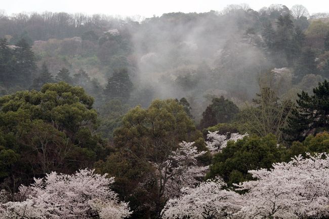 　私の予想通り、今年の桜開花は早く、４日ほど前倒しでかつ急激に咲いた。徐々に咲けば長く楽しめるが、１２月の全国的な積雪以来、冬が前倒しになり二月後半は春の匂いでいっぱいだった。そしてこの肝心な、満開を迎える週末は雨。一気に散る可能性があるので休みを取り、金曜奈良公園に行くことにした。<br />　４月の内部移動で疲れた心では早朝起きることができず、１０時起床。今日は雨になると思いながら近鉄難波に行く。着くなり近鉄ツーリストの切符売り場は、新人がのろのろ作業をしているし、駅は蒸し暑くてかなわない。ホームに下りると目の前で奈良行きの快速急行が目の前を出て行くところだった。最悪のタイミングになり、次の列車に乗り、うとうとしながら奈良に着く。そうそう、直前の佐保川の桜も見事であった。<br />　気力がわかず、よろよろと改札を出、奈良交通のバス停に向かう。奈良の空は、雨が降りそうである。<br /><br />そうです、皆さんご期待の例の白髪の痩身の男が立っていた。<br /><br />「bakaneko君　行こうか。霧を呼んでいるから」<br />私「入江先生・・・奈良へ私を呼びましたか。せっかくの桜　青空で撮りたかったのですが」<br />入江「甘いね。青空ではわびや風情のある写真を撮れないよ」<br />私「いや今年は青空の中の桜を・・・ただただ撮りたかった」<br /><br />　東大寺大仏殿前までは、天安門広場へ行くバスのようであった。回りはほとんど中国人。原色の服を着、大声でさわぐ。だが世が世なら唐の人間。鑑真和上に免じて目をつぶろう。昔、ヨーロッパに行った農協を思い出した。<br /><br />　私「人がいっぱいです」<br />入江「もう少し待ちなさい」<br />　桜撮影中、雨脚が強くなり、人がどんどん消えてゆく。<br />おお、皆、屋根のあるところへどんどん移動してゆく。まるでモーゼの十戒である。後半の写真は、人がほとんどいないのはこの事が理由です。<br /><br />　私「さすがですね。入江先生」<br />入江「霧も出しておいた。自由に撮りたまえ」<br />私「さすがウエット入江。」<br /><br />ということでバシャバシャ写真を撮ってきました。<br />どうぞご覧ください。
