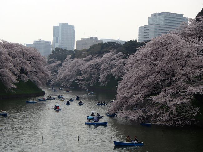 このごろ俄然人気になった目黒川。そのクルーズに惹かれ、初めて「はとバスツアー」に参加しました。<br />満開予想が当たって、お花見には最高の日程でした！が、残念ながら曇り空。雨の予報も。<br />今回は親友との女子会！天気がどうであろうと関係なしに、大盛り上がりに楽しめました！<br />集合は東京駅丸の内口。はとバス乗り場には黄色いバスがズラッと並んで、参加者でごった返していました。<br />私達の参加ツアーは東京プリンスのお食事処の都合でバス1台でしたが、スカイツリーや隅田川クルーズなどのツアーはバス4-5台・・というところもありました。<br />平日ということもあり、年配の方が多かったです。<br /><br /><br /><br /><br /><br /><br /><br /><br /><br />