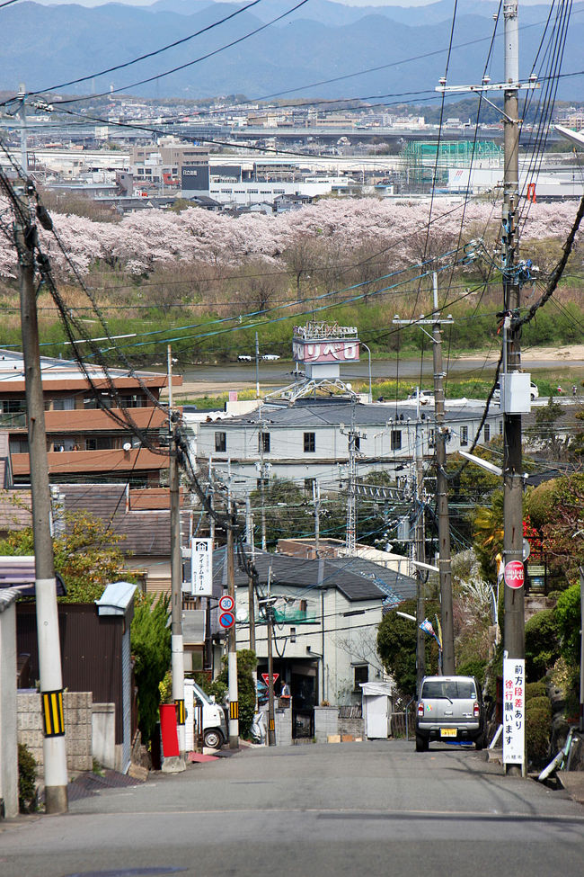 散歩の時に見つけたビューポイント。<br />男山狩尾の坂の途中から見える桜並木ビュー。<br /><br />そのついでに橋本散歩。<br />でも、チャリで上がって来たので、心拍数200行ってるかも…<br />狩尾神社からも見てみようと思って居ましたが、道を間違えて神社の標高より低い地点に来てしまい、再度上がる元気も無く断念しました・・・。
