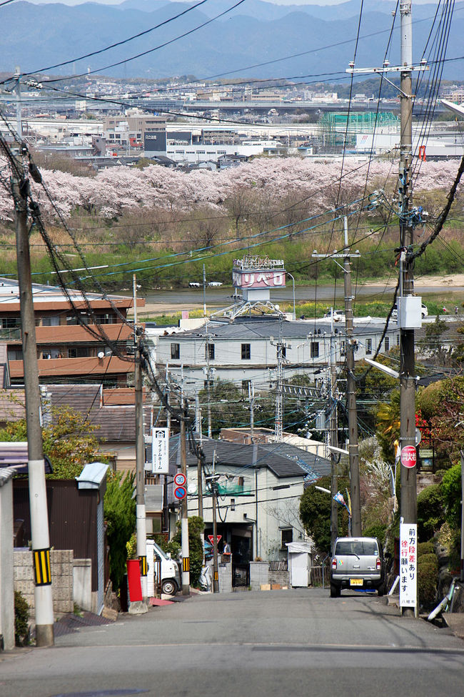 散歩の時に見つけたビューポイント。<br />男山狩尾の坂の途中から見える桜並木ビュー。<br /><br />そのついでに橋本散歩。<br />でも、チャリで上がって来たので、心拍数200行ってるかも…<br />狩尾神社からも見てみようと思って居ましたが、道を間違えて神社の標高より低い地点に来てしまい、再度上がる元気も無く断念しました･･･。