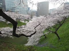 都内の桜は満開！