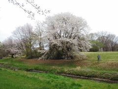 野川、小金井の桜