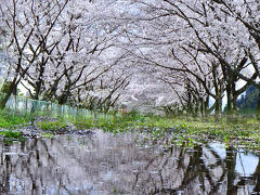 春休みのポカポカ日和・孫と満開の桜を追って！