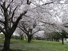 早朝ウォーキングで桜を愛でながら市内各地を巡る・・・⑮加須市花崎公園の桜