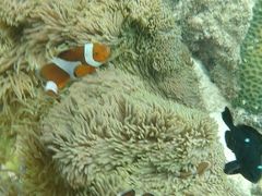 セブ島家族4人で4泊5日　3日目