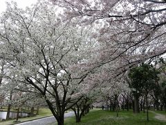 早朝ウォーキングで桜を愛でながら市内各地を巡る・・・⑯加須市花崎公園の桜・・後篇