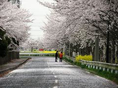 早朝ウォーキングで桜を愛でながら市内各地を巡る・・・⑰平成国際大学周辺の桜