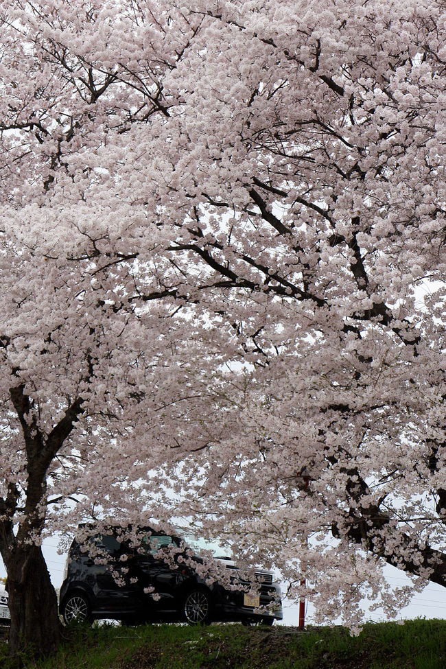 ここも毎年訪れている桜並木の一つ。<br />京都名所２００に選ばれている所。<br />でも、今年は片岸の桜が全部伐採されていて、両岸から川を覗き込む桜の風景画見られませんでした。<br />桜の木が古いのかどうか知りませんが、あの元気そうで立派な桜の木、切る必要が有ったのでしょうかね？<br />河川の矯正でしたことなら、間抜けなことでしょうけど、地元に前川桜並木保存会があるので、他に理由があったと思いますが･･･。
